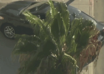 Los Angeles City Hall evacuated after car travels into steps, sidewalk in front of building; driver in custody